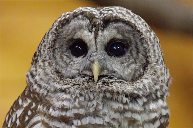 Barred Owl